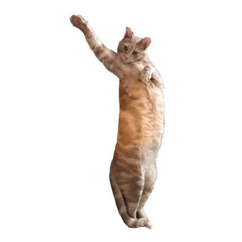 dancing cat gif